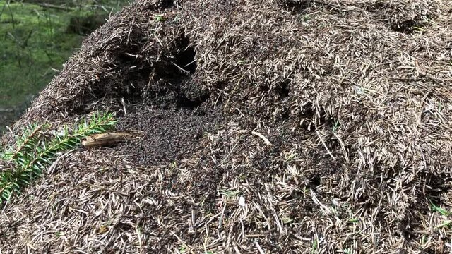 A lot of ants moving on anthill at spring in forest