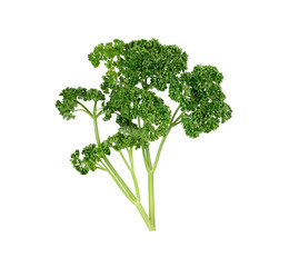 fresh parsley with stem on white background
