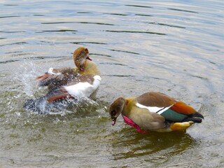 Two Ducks at Zoo Lake in Johannesburg, South Africa, 2018