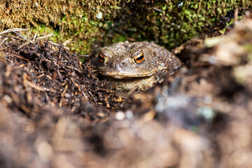 Portrait of a toad in a forest