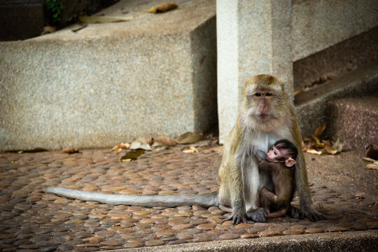 Mono amamantando a su hijo cerca de la cueva del tigre