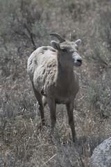 Big horn sheep, yellowstone, USA