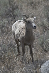 Big horn sheep, yellowstone, USA
