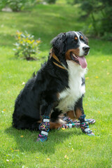 One large Bernese mountain dog sits on a sunny day on a green lawn in special shoes for dogs