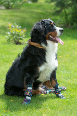 One large Bernese mountain dog sits on a sunny day on a green lawn in special shoes for dogs