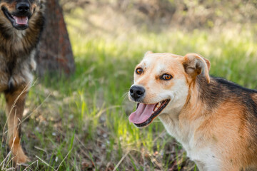 Dog with the tongue out at the sunset in the wood