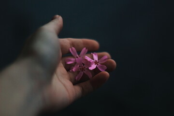 pink flower in a hand