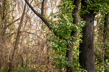 Australian bushfires aftermath: eucalyptus trees recovering after severe fire damage. Eucalyptus can survive and re-sprout from buds under their bark or from a lignotuber at the base of the tree.