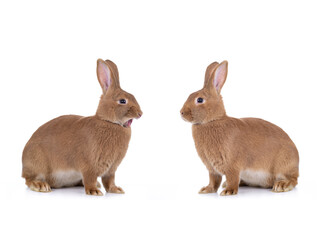 Obraz premium two Brown bunny sitting on a white background.