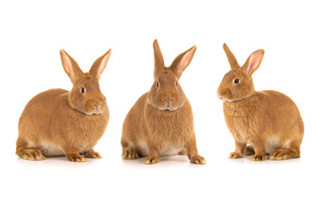 three brown bunny stands on a white background