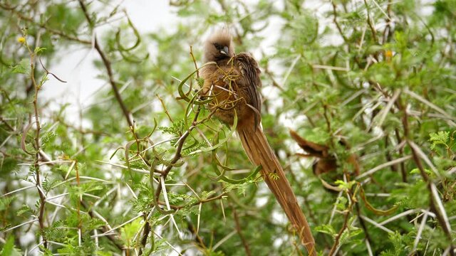 Speckled mousebird perched on tree in Addo Elephant National Park