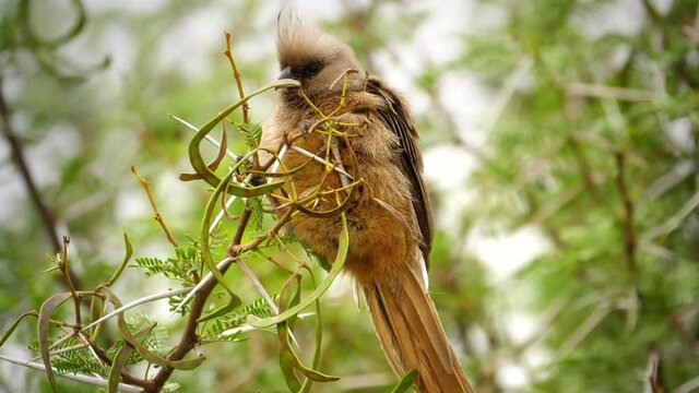 In South Africa, speckled mousebird perched on a branch