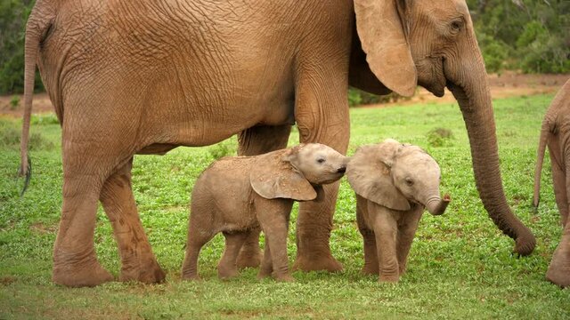 Two playful elephant calves with their parents eating in the field