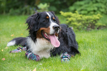 One large Bernese mountain dog is lying on a green lawn on a Sunny day in special shoes for dogs