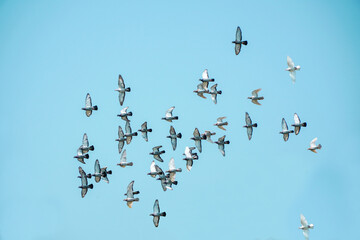 Flying a group of pigeons with a photograph on the blue sky

