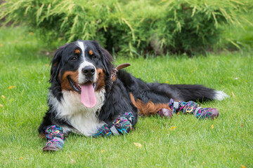 One large Bernese mountain dog is lying on a green lawn on a Sunny day in special shoes for dogs