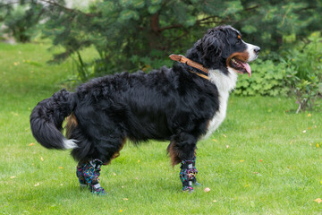 One large Bernese mountain dog stands on a Sunny day on a green lawn in special shoes for dogs