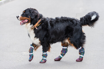 One large Bernese Mountain dog stands on a sunny day on the gray asphalt in special shoes for dogs
