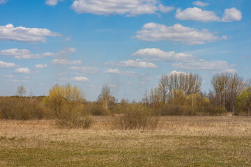 Obraz premium Spring landscape with view meadow with dry yellowed grass, forest and blue sky with clouds on a sunny day.