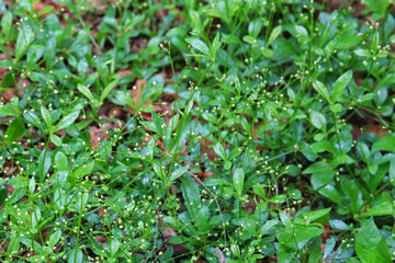 Green grass - summer spring nature