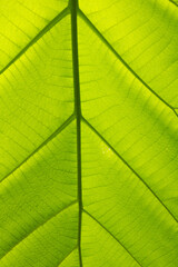 Banana green leaf close up background.