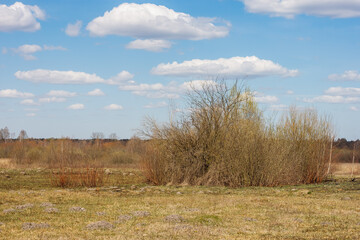Spring landscape with view meadow with dry yellowed grass, forest and blue sky with clouds on a sunny day. 