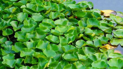 Fototapeta na wymiar 연못을 가득 채운 연잎