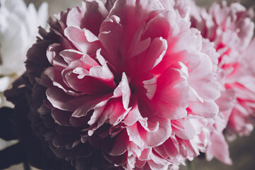 Pink petals of a blooming peony close-up. The flower Bud