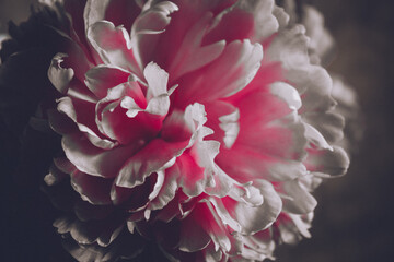 Pink petals of a blooming peony close-up. The flower Bud