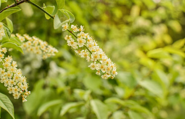 Spring wite flowers. Abstract blurred background. Shallow depth of field.  Defocus.