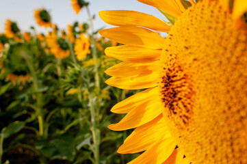 Blooming sunflower in green background