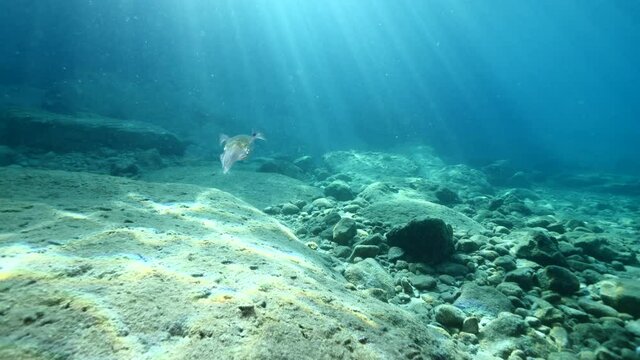 squid school  underwater  calamari drifting and swimming underwater close and slow