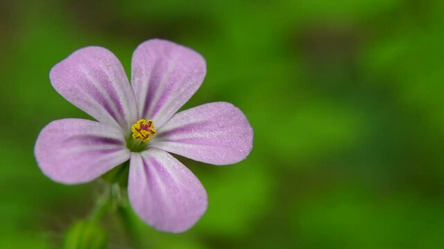 Close-up of the pink flower Herb Robert, the sounds of wind and birds