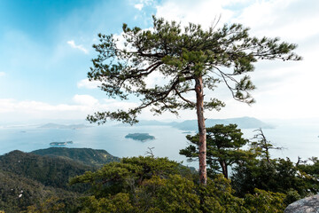 Fototapeta na wymiar Beautiful seascape with pine trees near Miyajima island, Japan.