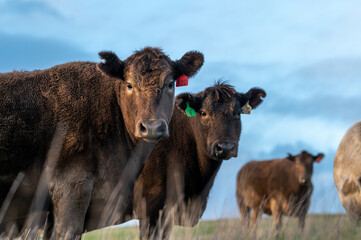 Cows eating grass.