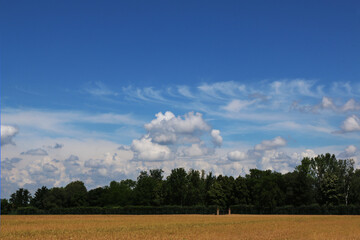 Campo di grano maturo color oro sotto il cielo azzurro intenso in una giornata di inizio estate