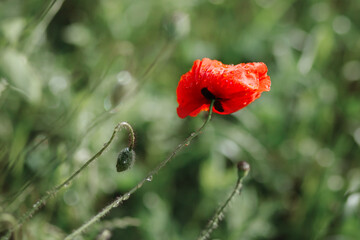 red poppy flower