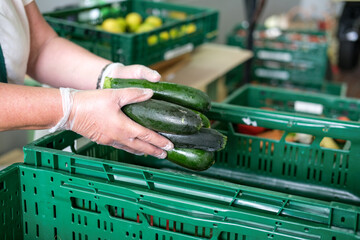 Lebensmittelspende Tafel: Frau mit Handschuhen packt Obst und Gemüse, hier frische Zucchini, in...