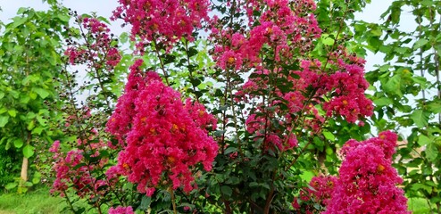Crepe-myrtle. Crape Flower. Common Crape Myrtle. Indian lilac. Chinese Crape Myrtle. Pink flowers.