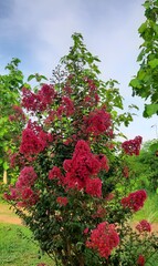 Crepe-myrtle. Crape Flower. Common Crape Myrtle. Indian lilac. Chinese Crape Myrtle. Pink flowers.