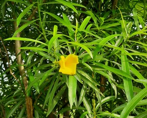 yellow flower on green leaf background
