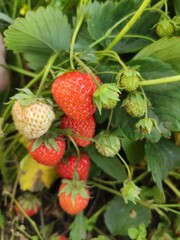 strawberry in the garden