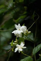Jasmine is a genus of shrubs and vines in the olive family. It contains around 200 species native to tropical and warm temperate regions of Eurasia and Oceania. Jasmines are widely cultivated for the 