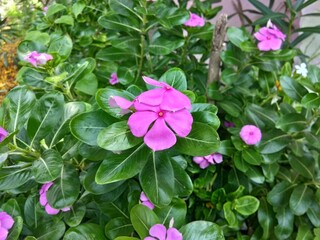 pink flowers in the garden