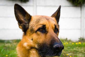 portrait of dog