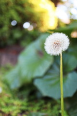 たんぽぽ（蒲公英）