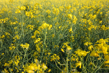 The flowers of the rape plant, from which ecological fuel is produced.