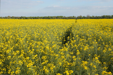 Obraz premium Field on which rape grows and blooms. The plant from which environmental fuels are derived.