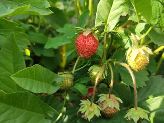 strawberry in the garden