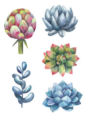 set of succulents, cacti, plants watercolor illustration on a white background